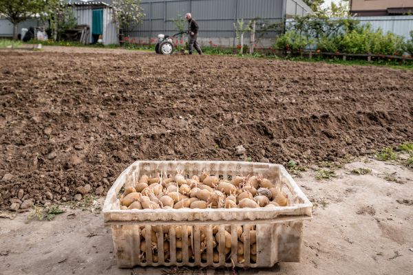 Ground Tilling